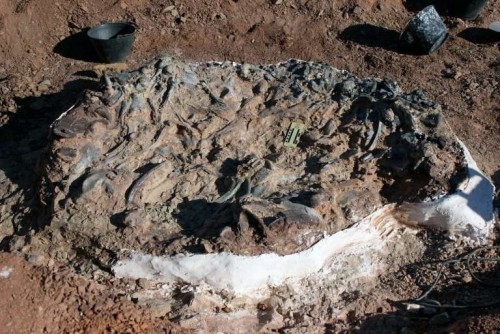Cómo es el cementerio de dinosaurios descubierto en San Juan